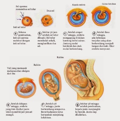 Pengertian Embrio  Pada  Manusia dan tahapan perkembangan embrio 