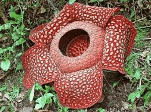 gambar Bunga Rafflesia