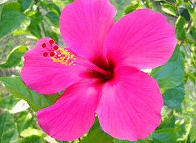 Daftar Macam-macam Bunga Yang Sangat Cantik & Indah | Ayoksinau.com