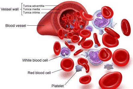 gambar sel darah