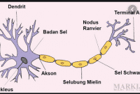 Sel Saraf (Neuron) : Pengertian, Struktur, Fungsi, Jenis