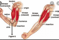 Fungsi-Otot-Manusia-:-Pengertian,-Proses-dan-Contohnya