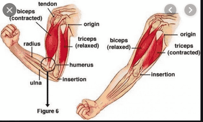Fungsi-Otot-Manusia-:-Pengertian,-Proses-dan-Contohnya