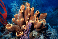 Ciri-Hewan-Porifera-:-Pengertian,-Struktur-dan-Penjelasannya-Lengkap