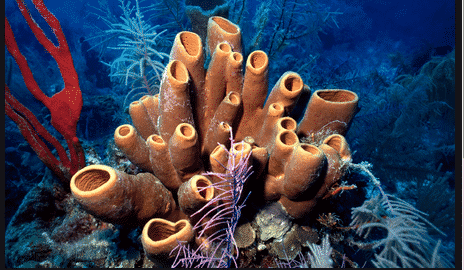 Ciri-Hewan-Porifera-:-Pengertian,-Struktur-dan-Penjelasannya-Lengkap