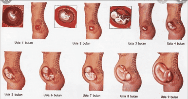 Pengertian-Kehamilan-:-Gambar,-Struktur,-Tanda,-Fungsi