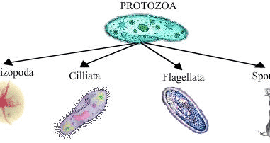 Ciri Protozoa