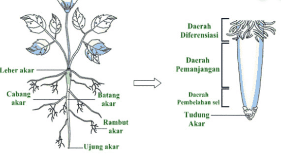 Akar akar adalah fungsi tudung bagian pada ujung Bagian akar