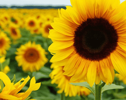 Bunga  Matahari  Ciri Gambar Habitat Manfaat dan Cara