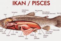 Pengertian Pisces (Ikan)