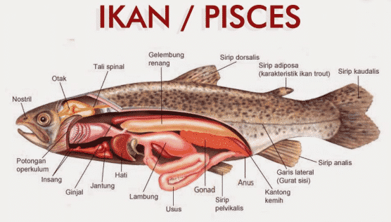 Pengertian Pisces (Ikan)
