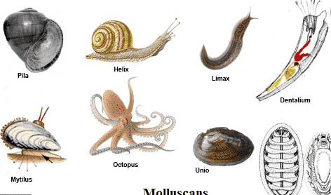 Tinta anggota mempunyai cairan adalah dikenal filum mollusca yang Klasifikasi Hewan