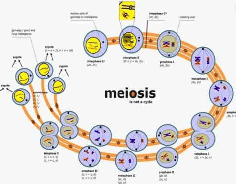 Tahap pembelahan sel secara meiosis dimana terjadi tahap sel mempersiapkan diri dengan melakukan replikasi dna adalah