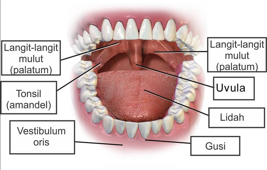 Sistem pencernaan pada ikan didalam rongga mulutnya tersusun bagian lidah pendek yang berada di dasar