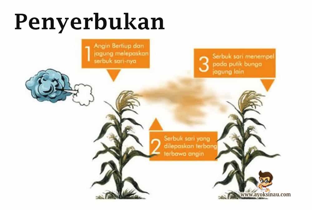 Berdasarkan caranya proses penyerbukan pada tanaman jagung dan padi disebut
