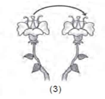 Mengapa penyerbukan silang umumnya menghasilkan variasi keturunan berilah contoh tumbuhannya