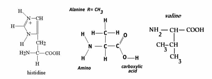 Struktur Kimia 20 Asam Amino 1