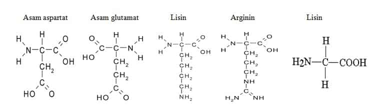 Struktur Kimia 20 Asam Amino