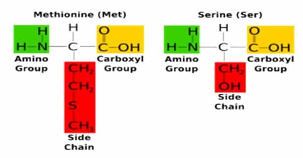 Struktur dua asam amino