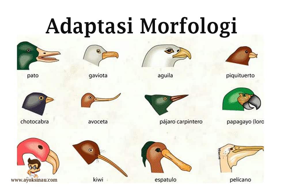 adaptasi-morfologi