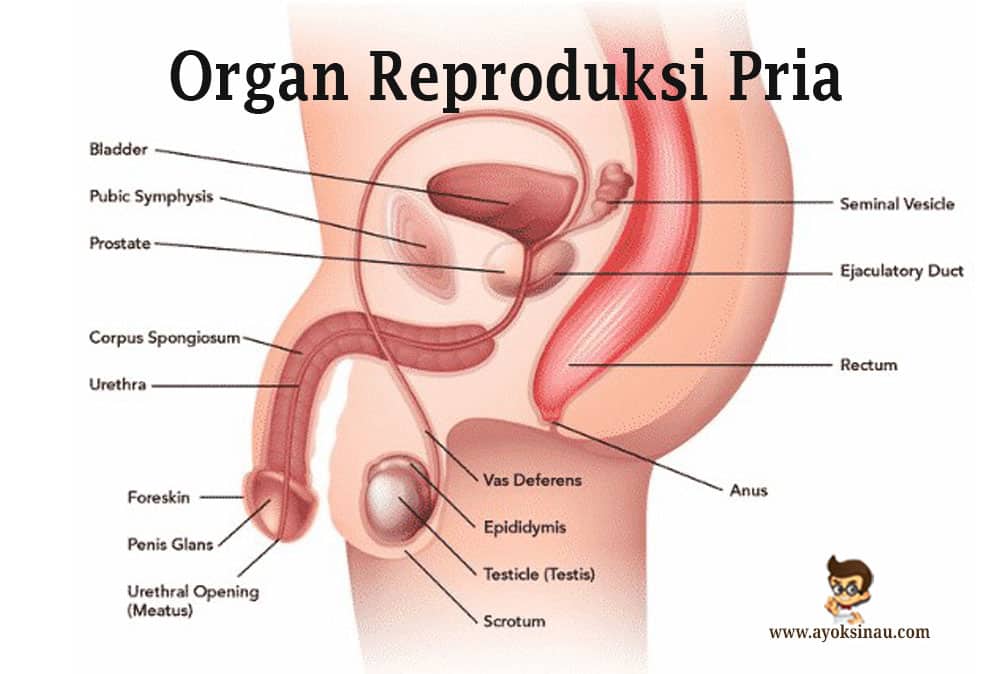 organ-reproduksi-pria