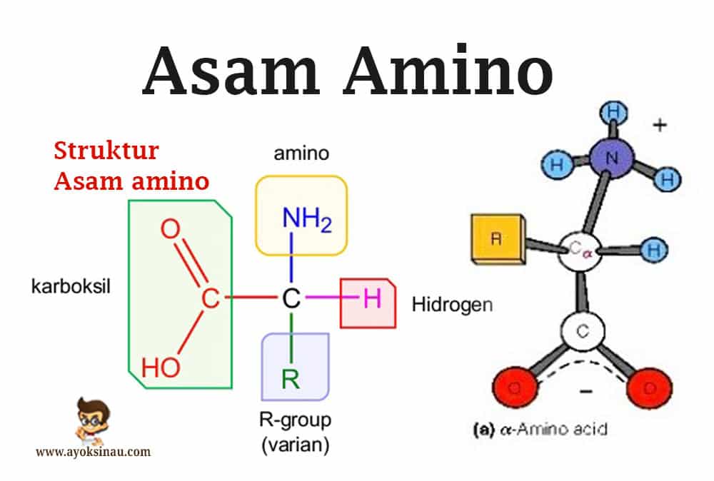 pengertian-asam-amino