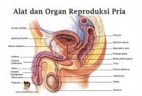 Alat-dan-Organ-Reproduksi-Pria