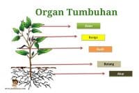 Sebutkan fungsi umum dari organ akar batang dan daun pada tumbuhan