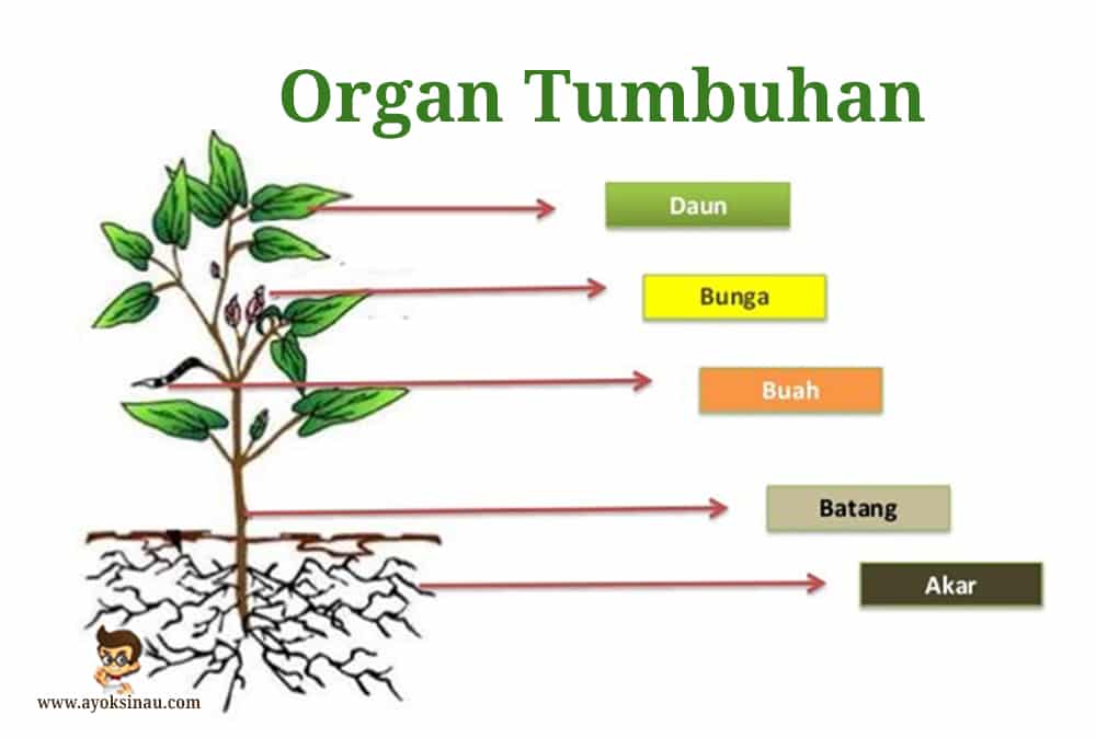 Organ-Tumbuhan