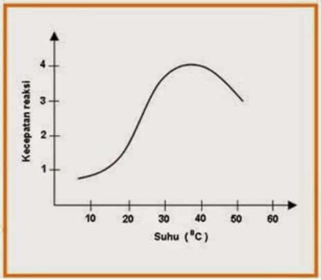 Pengaruh suhu terhadap aktivitas enzim