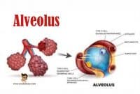 Pengertian-Alveolus