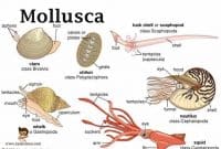 Pengertian-dan-Klasifikasi-Mollusca