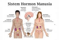 Pengertian-dan-Macam-Hormon-Manusia