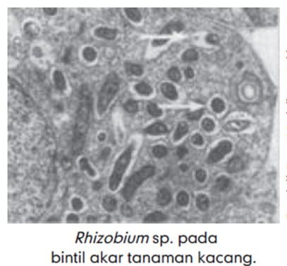 Rhizobium sp
