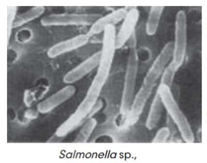Salmonella sp