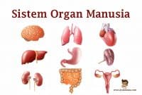 Sistem-Organ-Pada-Tubuh-Manusia-dan-Fungsinya