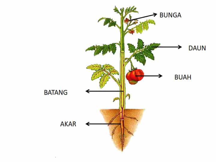 Struktur-tumbuhan