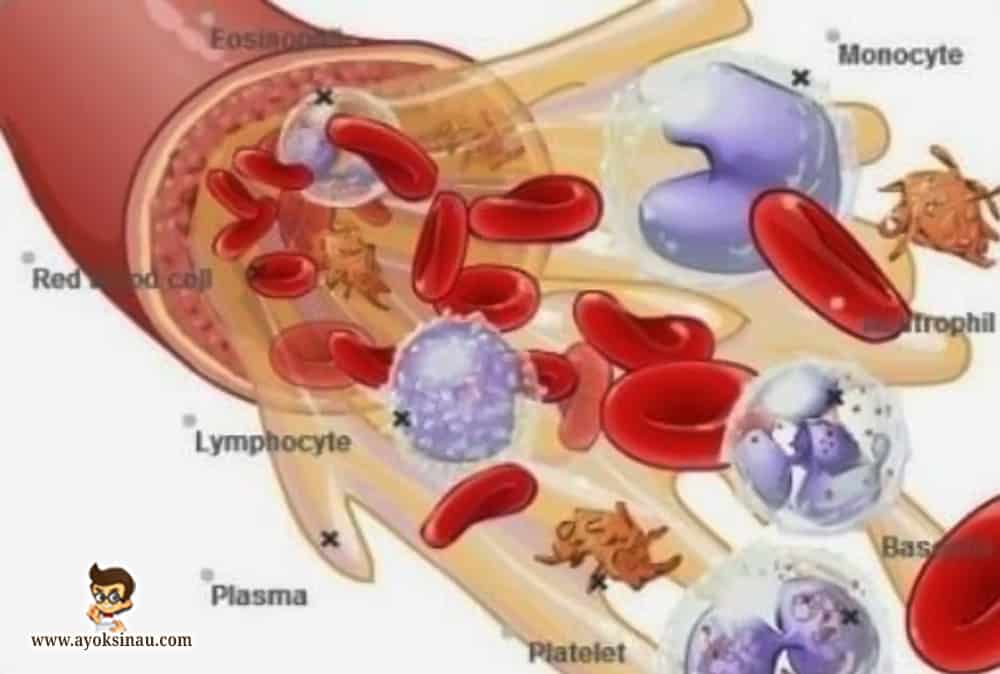 Penyusun komponen darah adalah plasma terbesar Kumpulan Soal