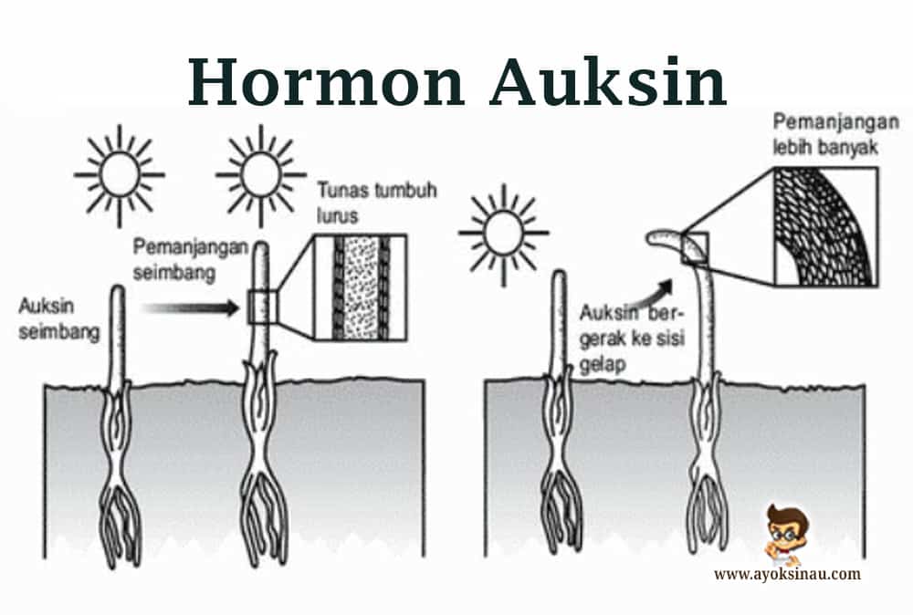 Pengertian-Hormon-Auksin