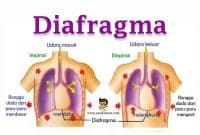 Pengertian-dan-Fungsi-Diafragma