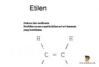 Pengertian-dan-Fungsi-Hormon-Etilen