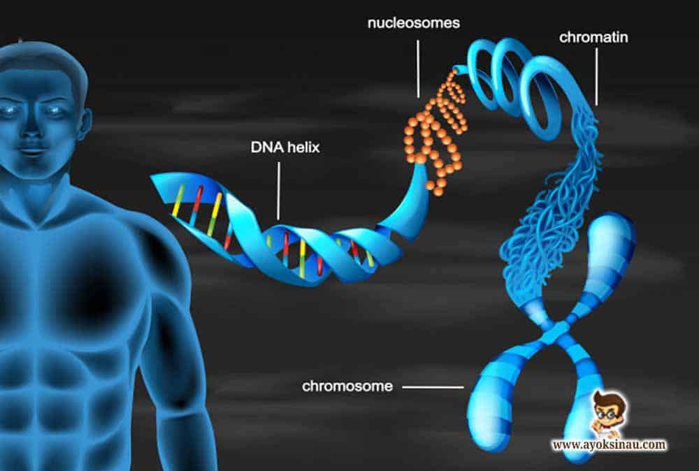 Pengertian-dan-Subtansi-Genetika-Pada-Manusia