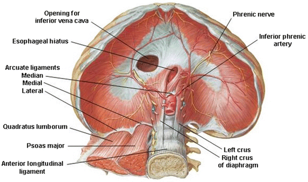Struktur Diafragma