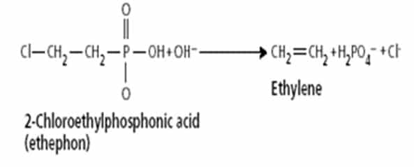 Struktur Kimia dan karakteristik Etilen
