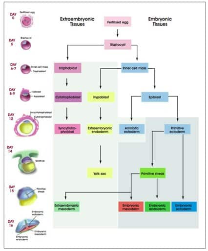 Development of Human Embryonic Tissues.