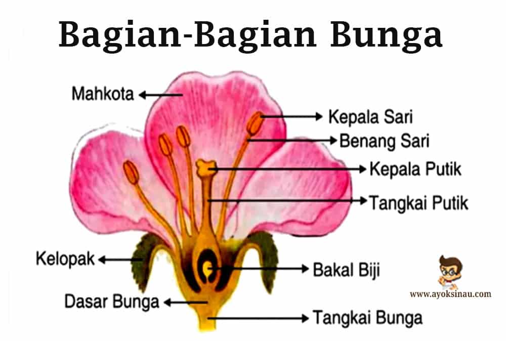 Bunga lengkap terdiri dari putik dan benang sari yang terdapat di satu pohon yang sama disebut