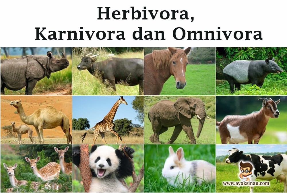 Herbivora, Karnivora, Omnivora : Pengertian, Ciri dan Contoh