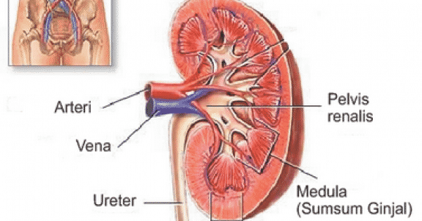 Ekskresi terdiri sistem organ organ dalam atas yang tergabung Sistem Ekskresi