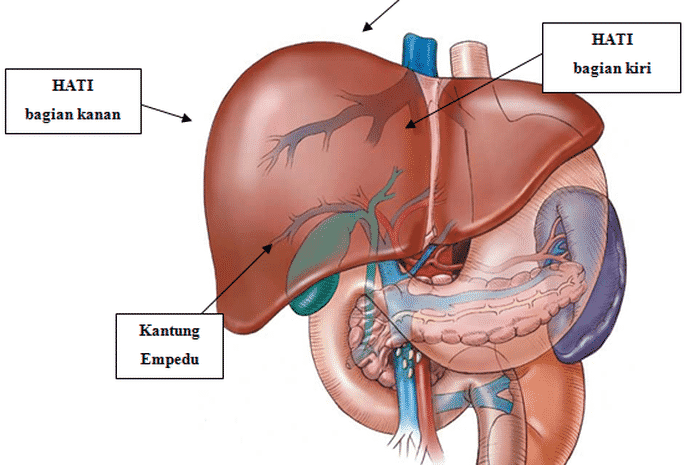 Paru-paru selain sebagai organ ekskresi juga berfungsi sebagai organ